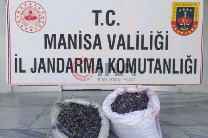 Zeytin hırsızlığı şüphelisini kamera kayıtları yakalattı