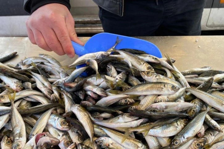 Zonguldak'ta balıkçılar teselliyi istavritte buldu