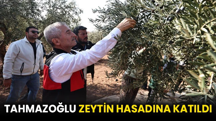 Tahmazoğlu zeytin hasadına katıldı