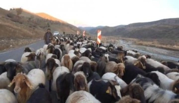 10 bin lira maaşla çalıştıracak çoban bulamıyorlar