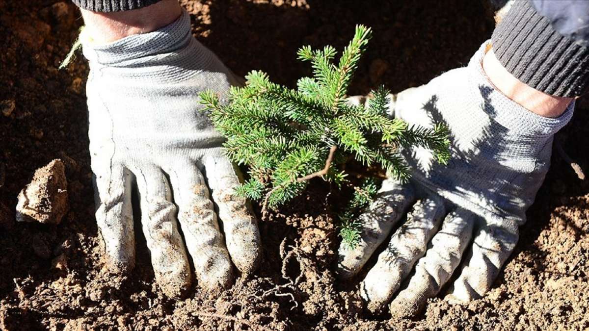 Aile, Çalışma ve Sosyal Hizmetler Bakanlığı 81 ilde 'Mercan Ormanları' oluşturacak