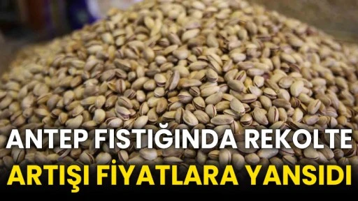 Antep fıstığında rekolte artışı fiyatlara yansıdı