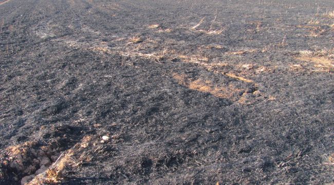 Araban’da 50 dönüm buğday kül oldu