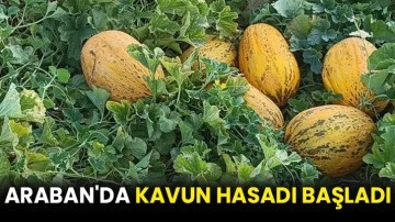 Araban'da kavun hasadı başladı