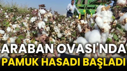 Araban Ovası'nda pamuk hasadı başladı