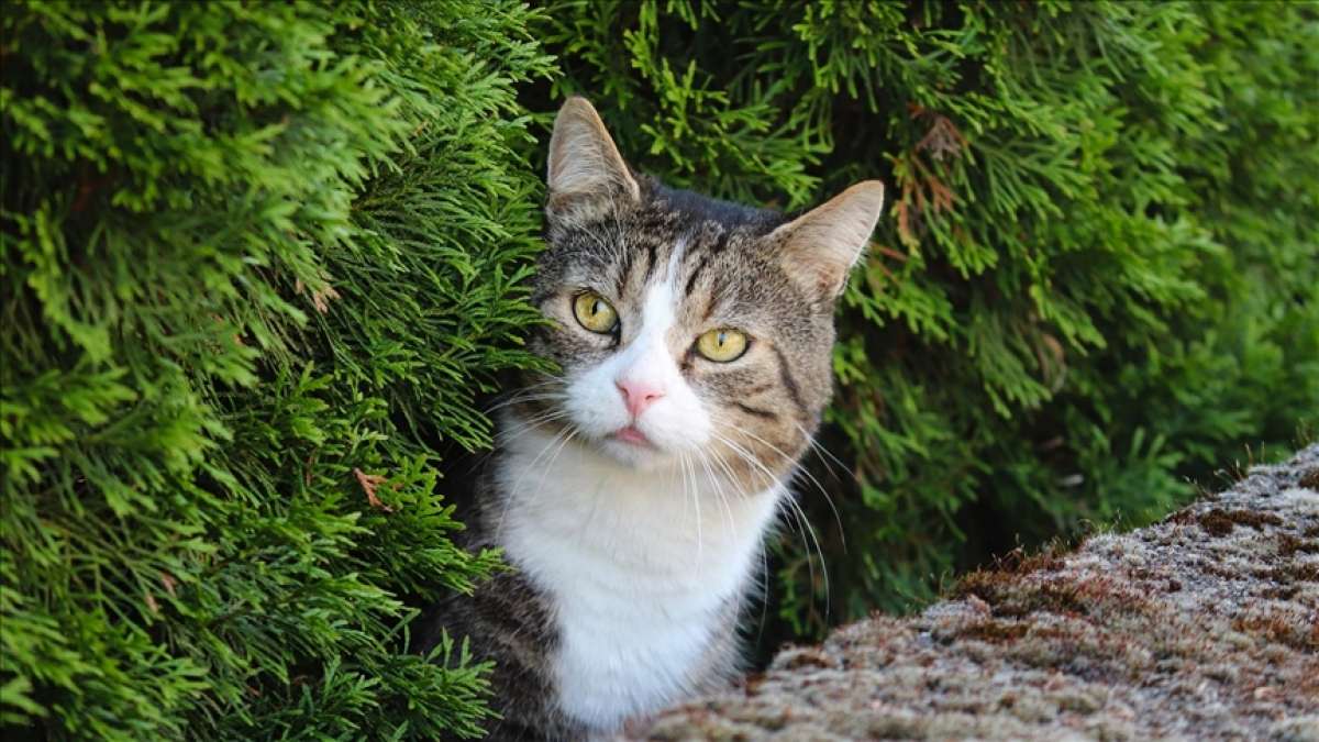 Avustralya'nın Melbourne kentinde bir bölgede kedilere sokağa çıkma yasağı getiriliyor