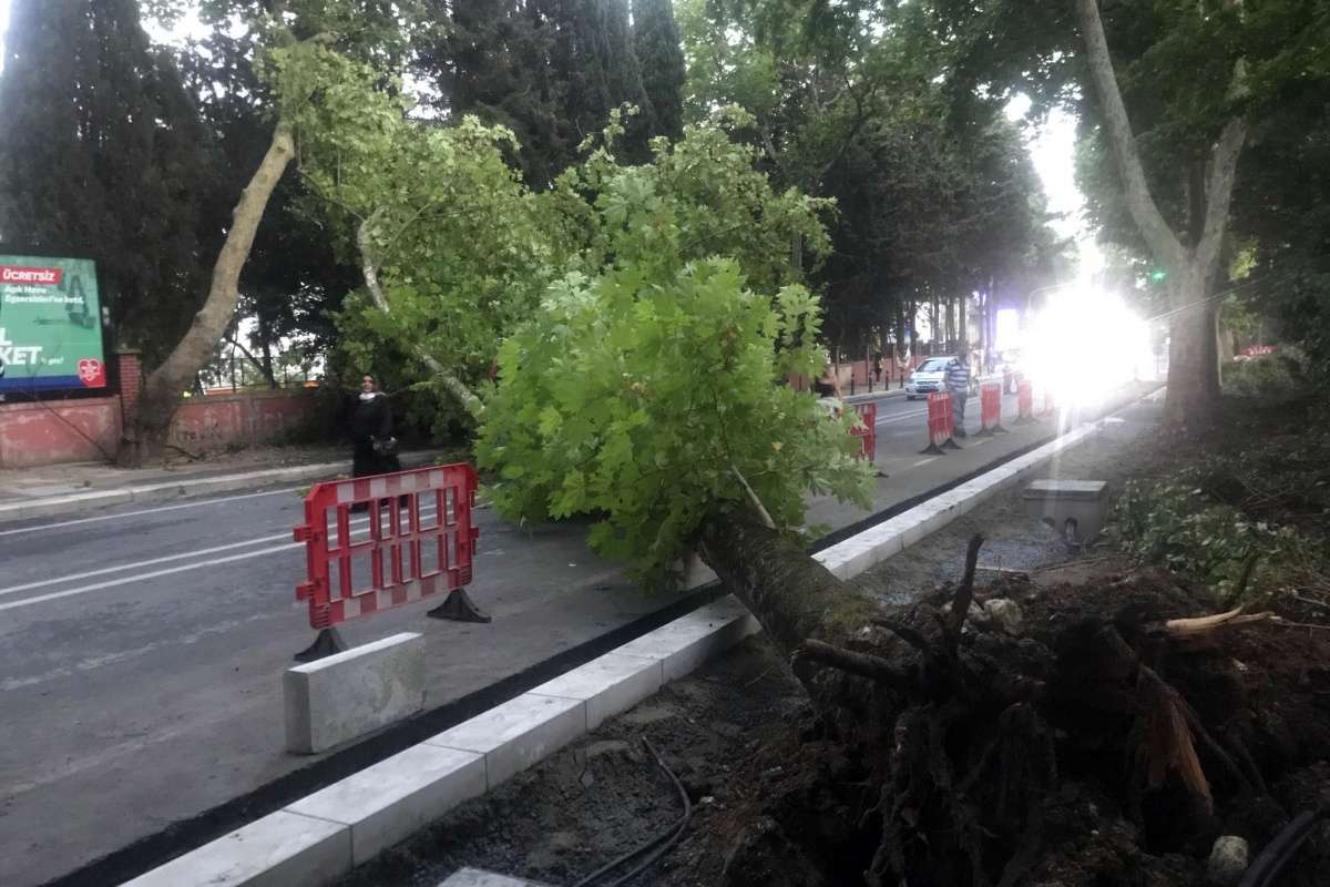 Bakırköy'de ağaç devrildi: 1 yaralı