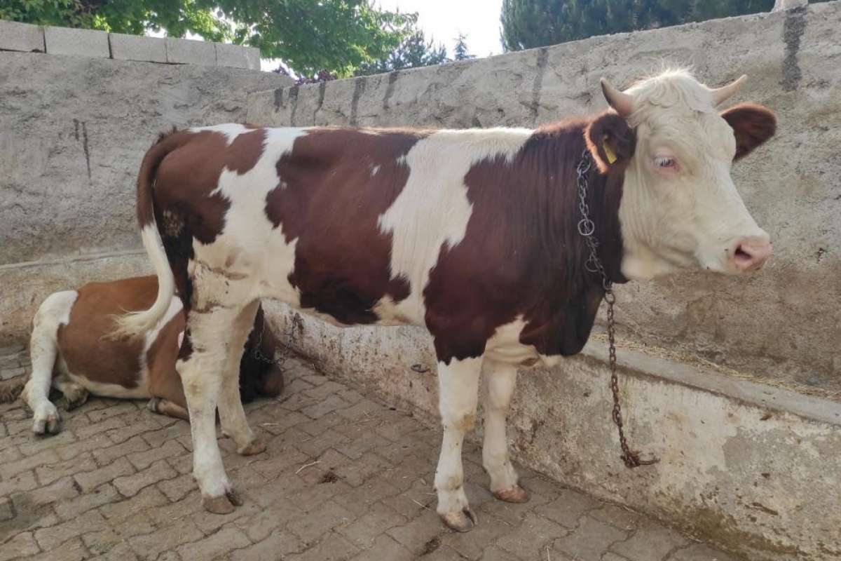 Bayram sabahı kaçan kurbanlık, 18 kilometre uzaklıkta bulundu