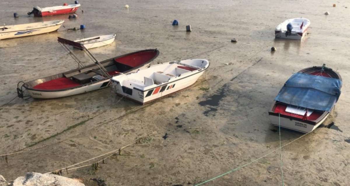 Beyaza bürünen körfezde balıklar tek tek ölmeye başladı