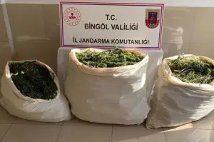 Bingöl’de 174 kilo esrar ve 700 kök kenevir ele geçirildi