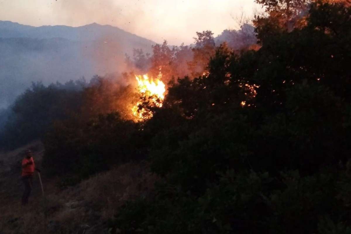 Bingöl'de orman yangını büyümeden söndürüldü