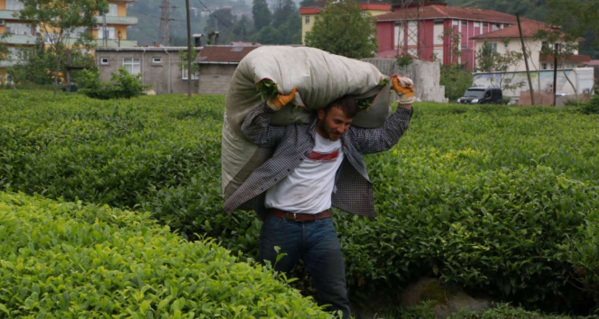 Bu yıl da çay bahçeleri Birleşmiş Milletleri andıracak