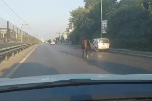 Bursa’da başıboş at ana yolda trafiği altüst etti