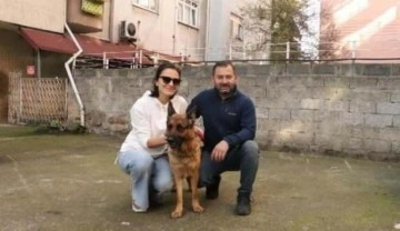 Çalınan köpekleri "Madam"ı bulan aile çocuklar gibi sevindi