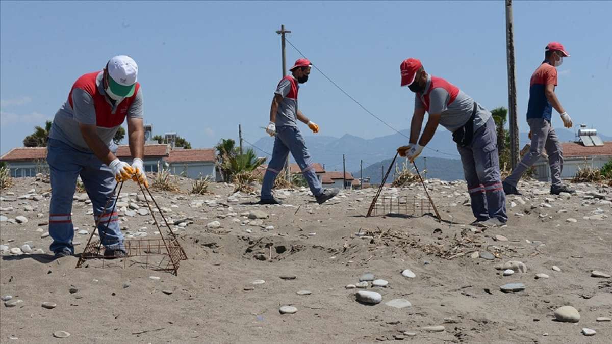 Caretta carettaların Kumluca ve Finike sahillerinde yuvalama süreci başladı