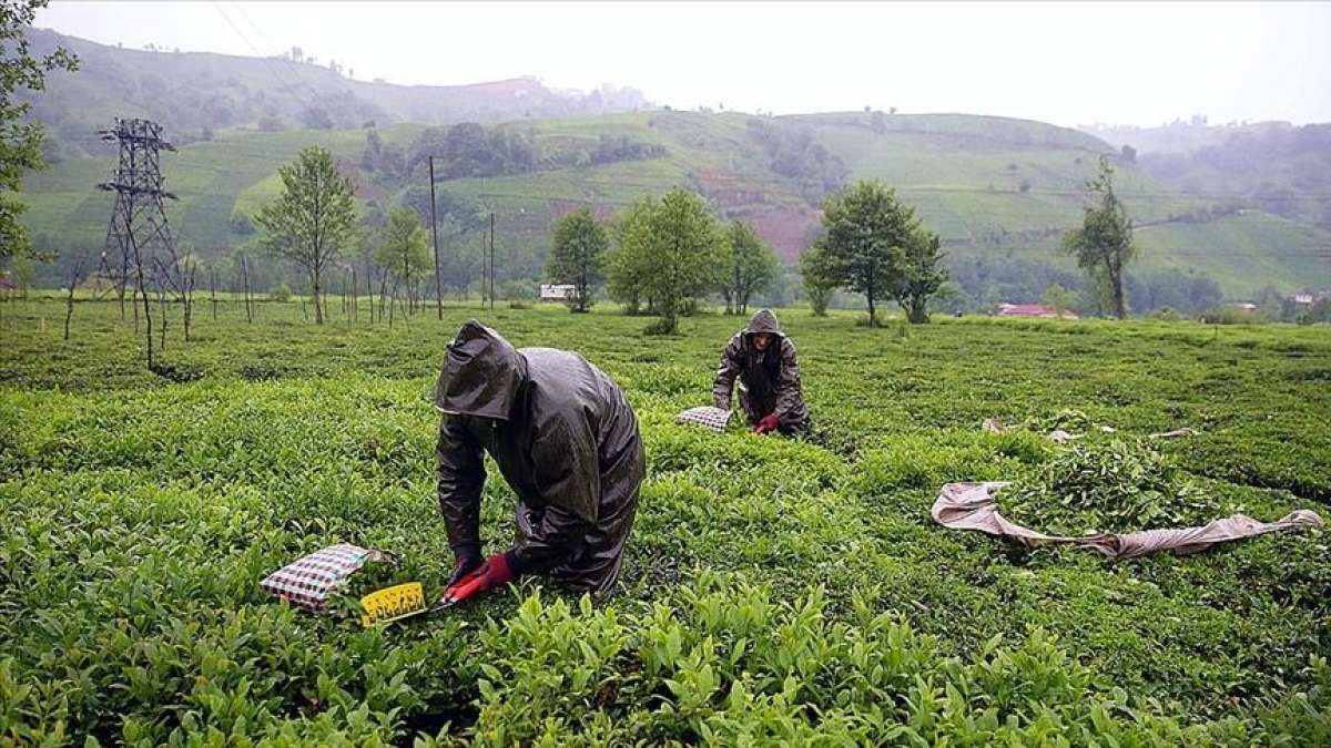 ÇAYKUR yaş çay alım kapasitesini artırmayı planlıyor