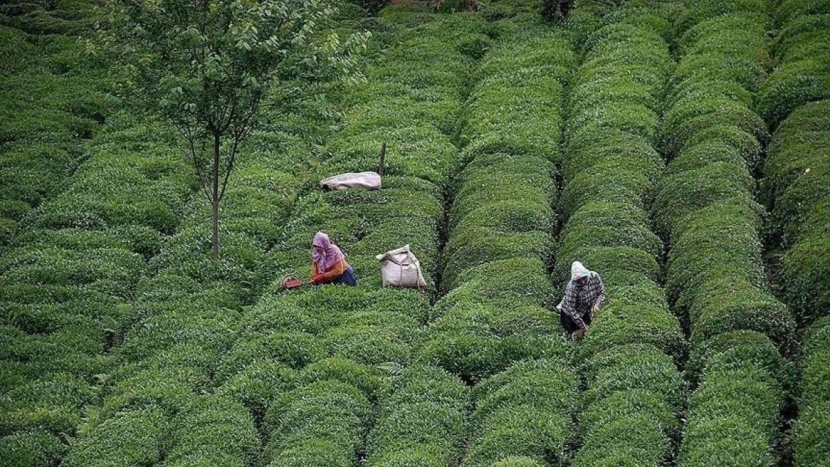 ÇAYKUR yaş çay alımlarına yeniden başladı