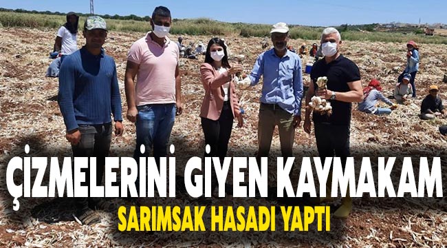 Çizmelerini giyen kaymakam sarımsak hasadı yaptı