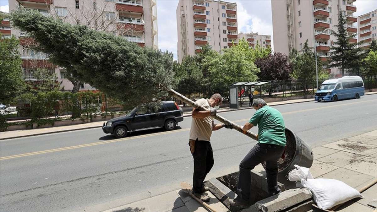 Cumhurbaşkanlığı Çankaya Köşkü'nün çevresi ağaçlandırılıyor