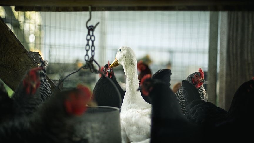 Danimarka'da kuş gribi nedeniyle yaklaşık 9 bin kümes hayvanı itlaf edilecek