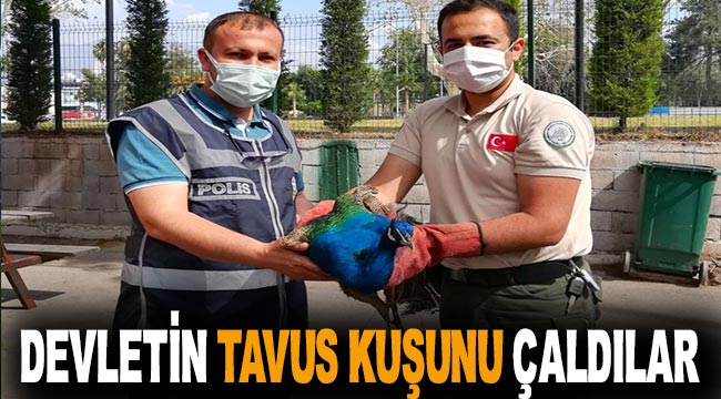 Devletin tavus kuşunu çaldılar