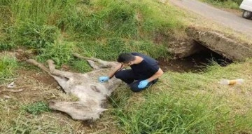 Diyarbakır’da menfezde bulunan yaralı katır tedavi altına alındı