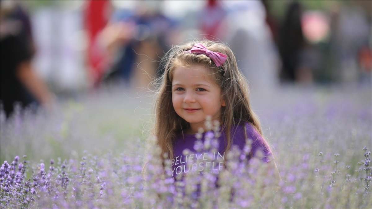 Edirne'de lavanta tarlaları fotoğraf stüdyolarını aratmıyor