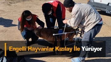 Engelli Hayvanlar Kızılay İle Yürüyor