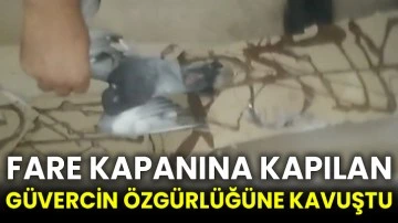 Fare kapanına kapılan güvercin özgürlüğüne kavuştu