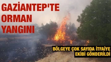 Gaziantep'te orman yangını