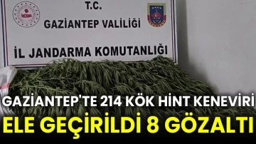 Gaziantep'te 214 kök Hint keneviri ele geçirildi 8 gözaltı