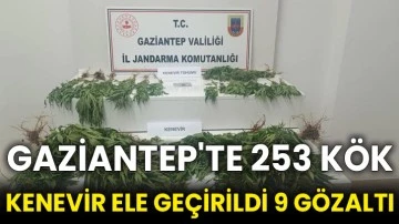 Gaziantep'te 253 kök kenevir ele geçirildi 9 gözaltı