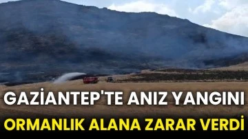Gaziantep'te anız yangını ormanlık alana zarar verdi