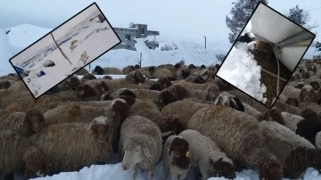 Gaziantep'te hayvan çiftlikleri çöktü! yüzlerce hayvan telef oldu