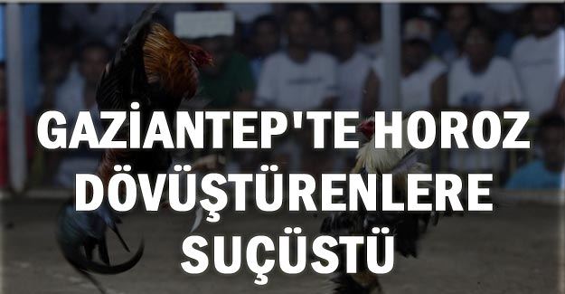 Gaziantep'te horoz dövüştürenlere suçüstü