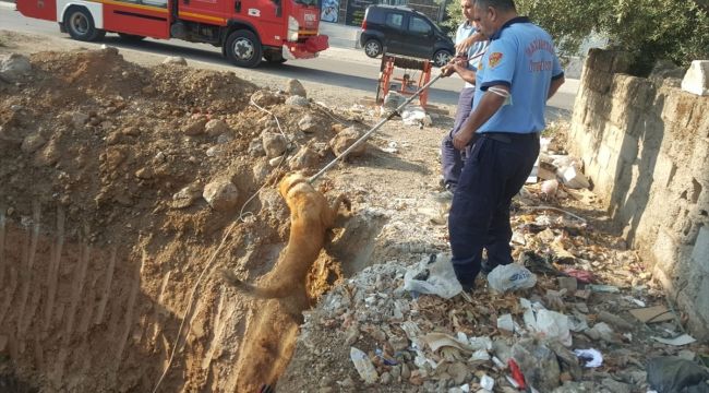 Gaziantep'te inşaat çukuruna düşen köpeği itfaiye ekipleri kurtardı