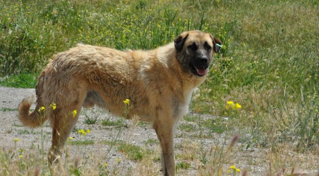 Gaziantep'te kazazede köpek, kendisine yardım etmek isteyen çocuğu yaraladı 