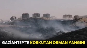 Gaziantep'te korkutan orman yangını