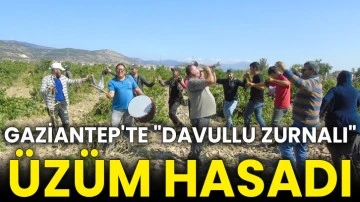 Gaziantep'te &quot;davullu zurnalı&quot; üzüm hasadı