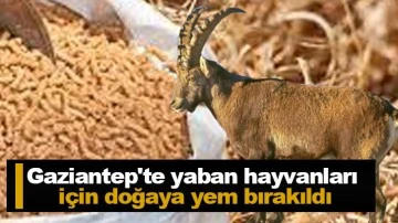 Gaziantep'te yaban hayvanları için doğaya yem bırakıldı