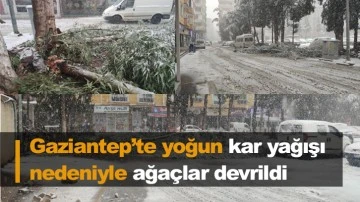 Gaziantep’te yoğun kar yağışı nedeniyle ağaçlar devrildi