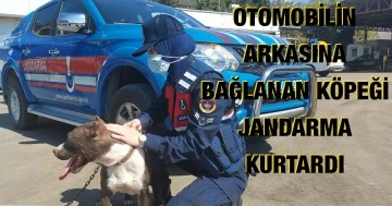 Zincirle otomobilin arkasına bağlanan köpeği jandarma kurtardı