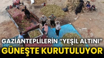 Gazianteplilerin “Yeşil altını” güneşte kurutuluyor