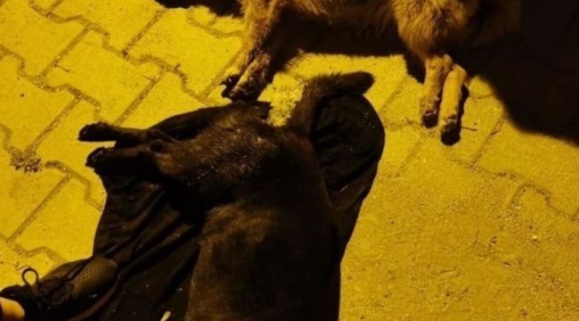 Hatay'da 5 köpeği zehirlediler