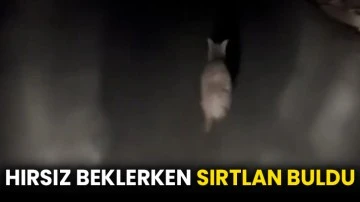 Hırsız beklerken sırtlan buldu