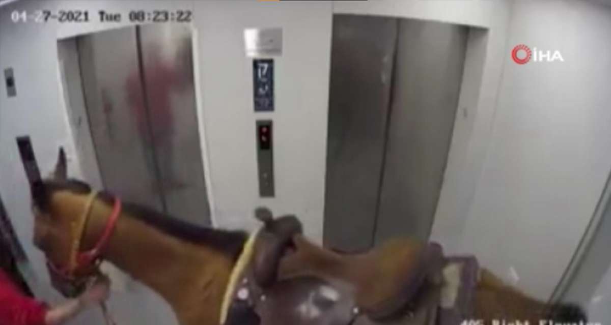 İsrail'de akıl almaz olay: Atını asansörle yukarı çıkarmaya çalıştı