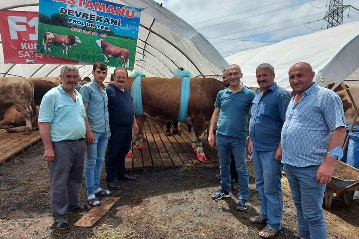 İstanbul'a götürülen kurbanlıkların yüzde 80'i satıldı