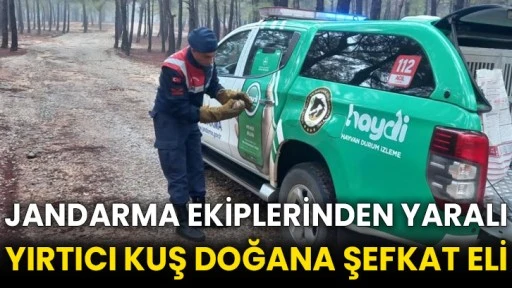 Jandarma ekiplerinden yaralı yırtıcı kuş doğana şefkat eli