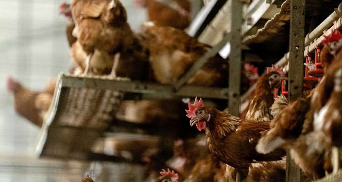 Japonya'da 250 bin tavuk itlaf edilecek