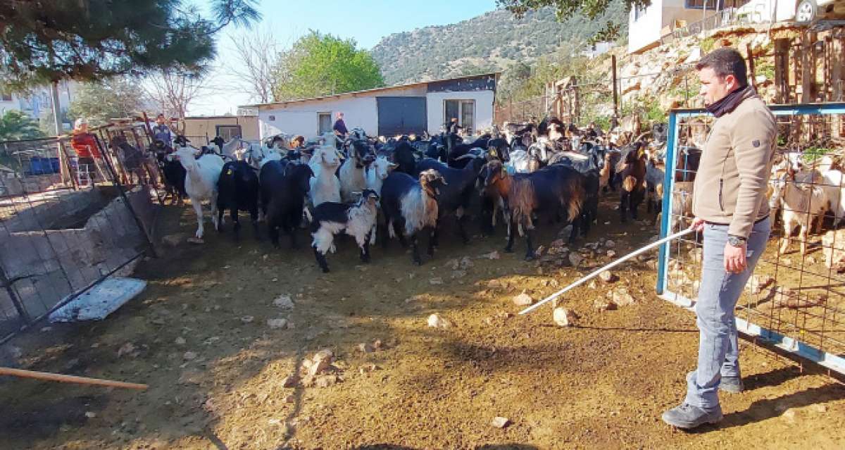 Kaçan keçilerini drone ile arayıp buluyor